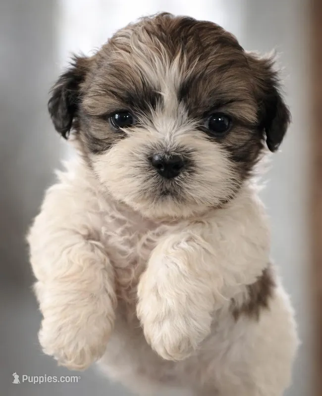 Sage – Shih Tzu puppy for sale in Roselle, IL