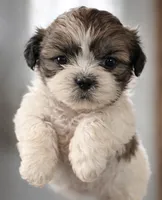Female , a female Shih Tzu for sale in Roselle, IL – 1 of 1