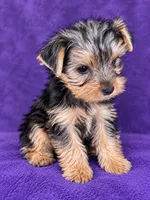 Male 1, a male Yorkshire Terrier for sale in Roselle, IL – 1 of 1
