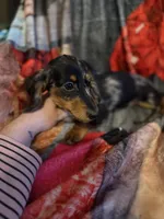 Dapple, a female Miniature Dachshund for sale in Roselle, IL – 1 of 2