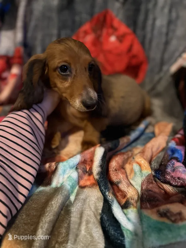 Darcy – Miniature Dachshund puppy for sale in Roselle, IL