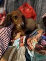 Darcy, a female Miniature Dachshund for sale in Roselle, IL – 1 of 1