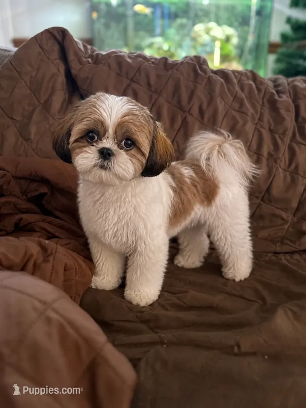 Harry – Shih Tzu puppy for sale in Roselle, IL