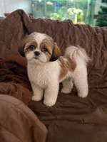 Harry, a male Shih Tzu for sale in Roselle, IL – 1 of 1
