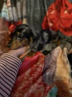 Dapple, a female Miniature Dachshund for sale in Roselle, IL – 2 of 2