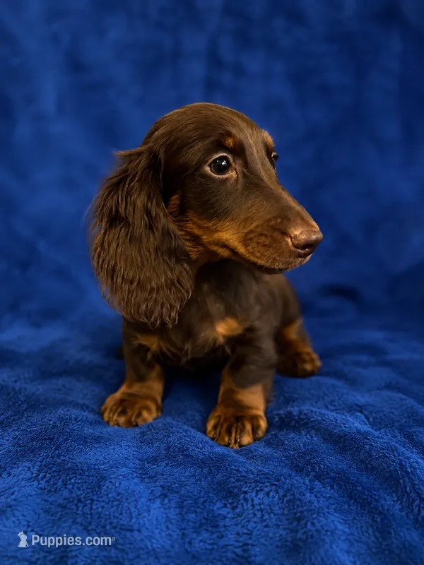 Derek – Miniature Dachshund puppy for sale in Roselle, IL