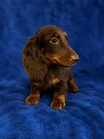 Derek, a male Miniature Dachshund for sale in Roselle, IL – 1 of 3