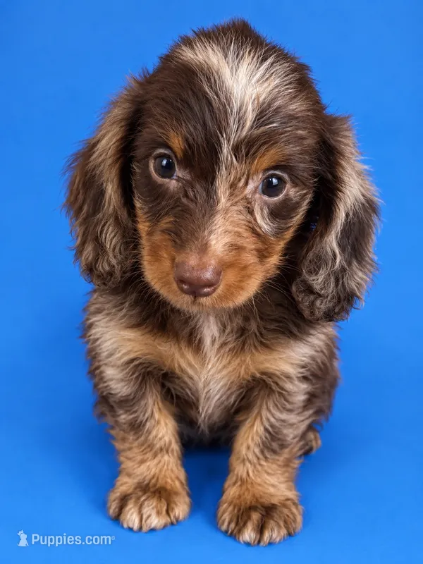 Puppy 2 – Miniature Dachshund puppy for sale in Roselle, IL