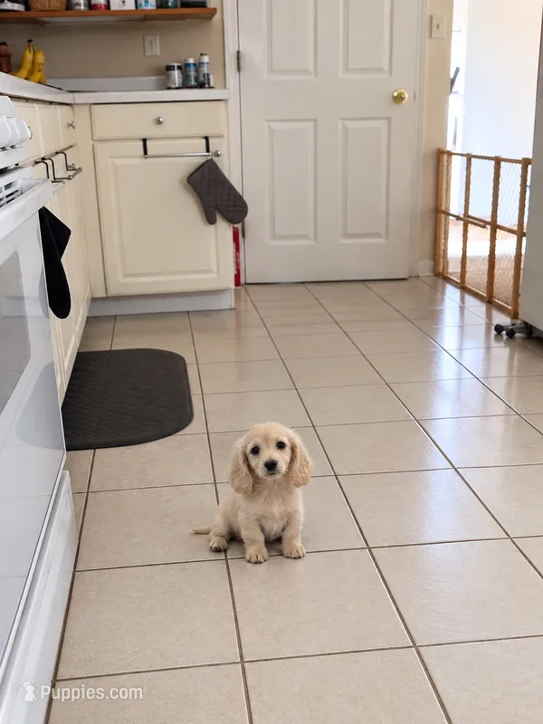 Akc Ivory – Miniature Dachshund puppy for sale in Roselle, IL