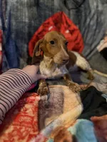 Darla, a female Miniature Dachshund for sale in Roselle, IL – 4 of 4