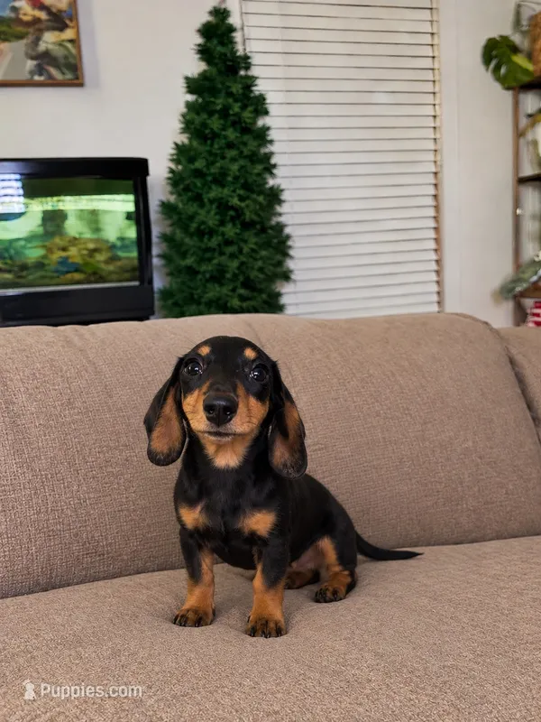 Destiny – Miniature Dachshund puppy for sale in Roselle, IL