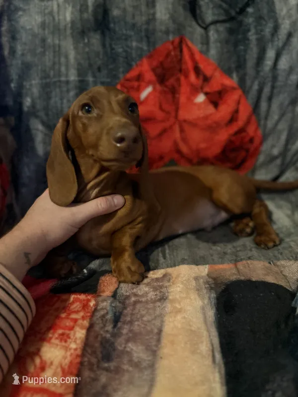 Red male – Miniature Dachshund puppy for sale in Roselle, IL