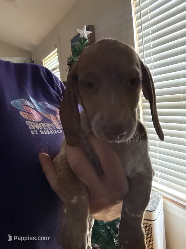 Jamie – Miniature Dachshund puppy for sale in Roselle, IL