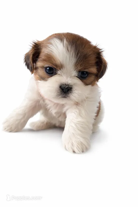 Jasmine – Shih Tzu puppy for sale in Roselle, IL