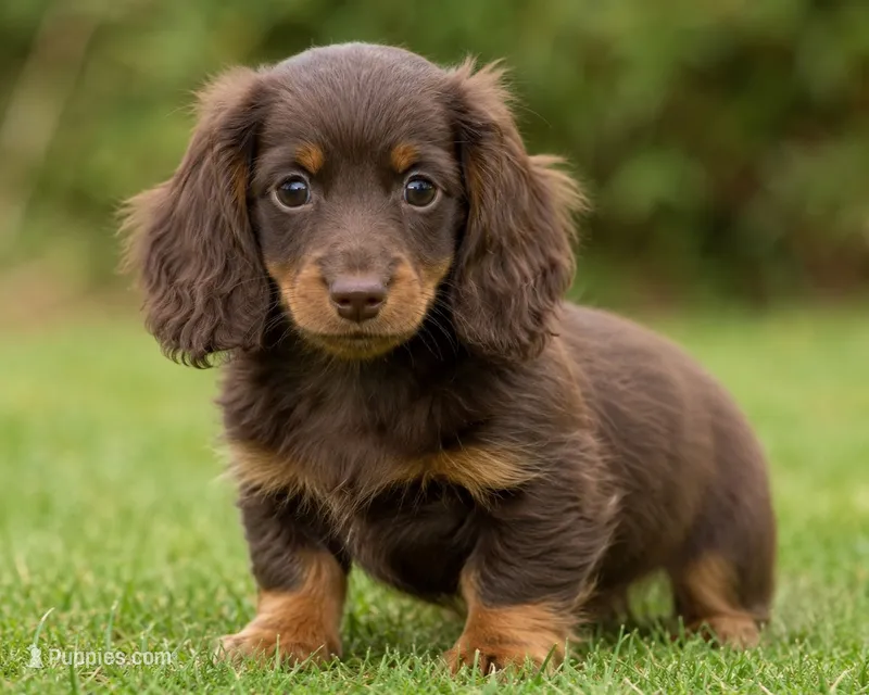Derek – Miniature Dachshund puppy for sale in Roselle, IL