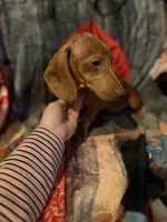 Dapple jessie, a female Miniature Dachshund for sale in Roselle, IL – 2 of 2