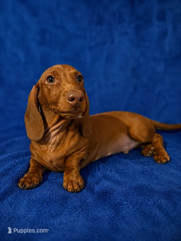 Red male – Miniature Dachshund puppy for sale in Roselle, IL