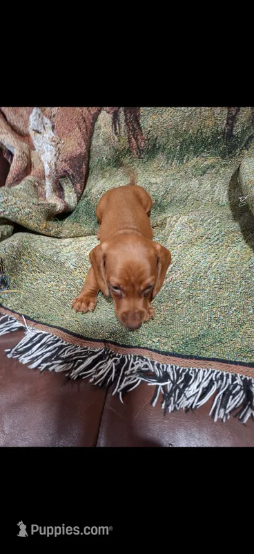 Jerry – Miniature Dachshund puppy for sale in Roselle, IL
