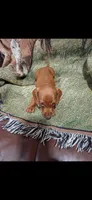 Jerry, a male Miniature Dachshund for sale in Roselle, IL – 1 of 1