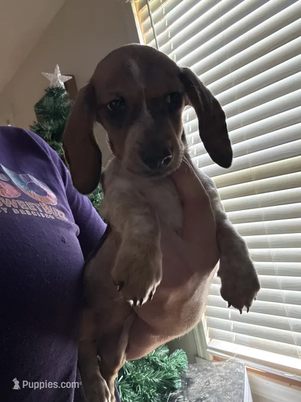 Jackie – Miniature Dachshund puppy for sale in Roselle, IL