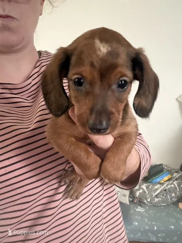 Puppy 1 – Miniature Dachshund puppy for sale in Roselle, IL