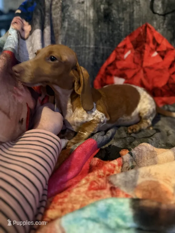 Darla – Miniature Dachshund puppy for sale in Roselle, IL