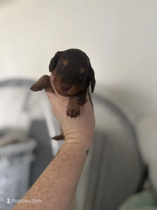 Akc Frank – Miniature Dachshund puppy for sale in Roselle, IL