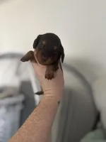 Akc Frank, a male Miniature Dachshund for sale in Roselle, IL – 1 of 1