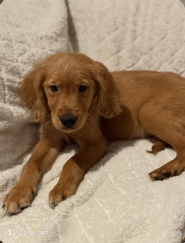 Akc Greg – Golden Retriever puppy for sale in Roselle, IL