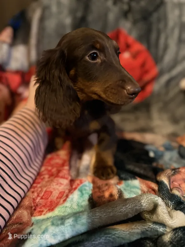 Derek – Miniature Dachshund puppy for sale in Roselle, IL