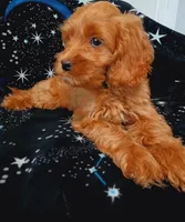 Blaze, a male Cockapoo for sale in Clermont, FL – 8 of 8