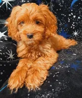 Blaze, a male Cockapoo for sale in Clermont, FL – 5 of 8