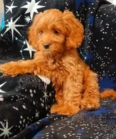 Blaze, a male Cockapoo for sale in Clermont, FL – 3 of 8