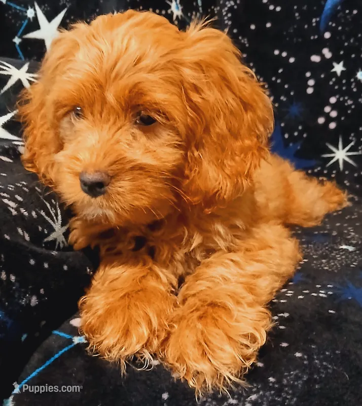 Blaze – Cockapoo puppy for sale in Clermont, FL