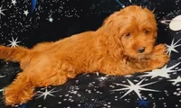 Blaze, a male Cockapoo for sale in Clermont, FL – 6 of 8
