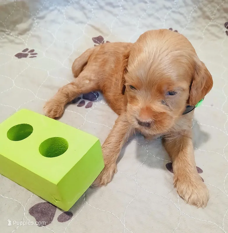 Blaze, a male Cockapoo for sale in Clermont, FL – Photo 1 of 1