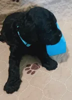 Ra, a male Cockapoo for sale in Clermont, FL – 5 of 5