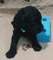 Ra, a male Cockapoo for sale in Clermont, FL – 2 of 5