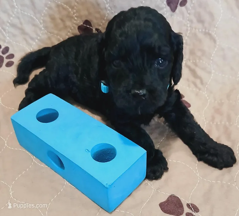 Ra, a male Cockapoo for sale in Clermont, FL – Photo 1 of 1