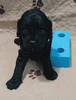 Ra, a male Cockapoo for sale in Clermont, FL – 4 of 5