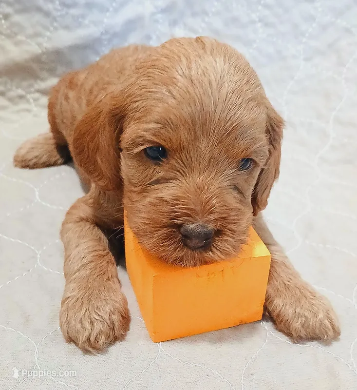 Ember – Cockapoo puppy on hold in Clermont, FL