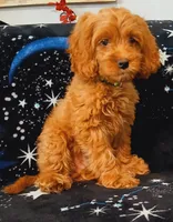 Blaze, a male Cockapoo for sale in Clermont, FL – 2 of 8