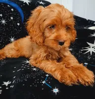 Blaze, a male Cockapoo for sale in Clermont, FL – 4 of 8