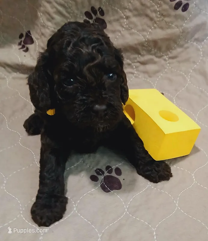 Ruby – Cockapoo puppy for sale in Clermont, FL