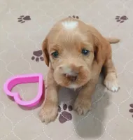 Aries, a female Cockapoo for sale in Clermont, FL – 2 of 5
