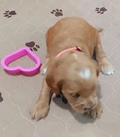 Aries, a female Cockapoo for sale in Clermont, FL – 3 of 5