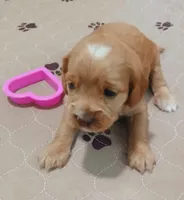 Aries, a female Cockapoo for sale in Clermont, FL – 4 of 5