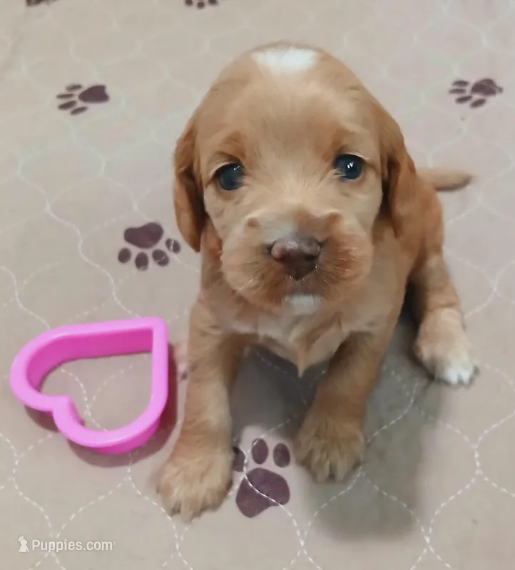 Aries, a female Cockapoo for sale in Clermont, FL – Photo 1 of 1