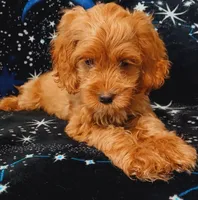 Blaze, a male Cockapoo for sale in Clermont, FL – 7 of 8