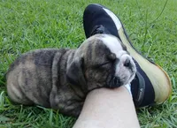 Bonitas Lil Dutchess, a  English Bulldog for sale in Chattahoochee Hills, GA – 4 of 6